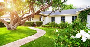 Beautiful white color single family home in Phoenix, Arizona USA with big green grass yard, large tree and roses